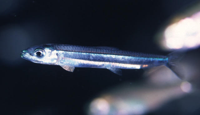 Spratelloides gracilis